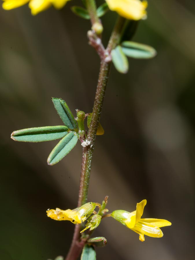 Trigonella altissima (=Melilotus altissimus) / Meliloto altissimo